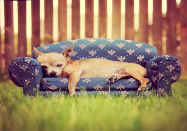 Why @DogsofInstagram Is A Model For Millennial Retail