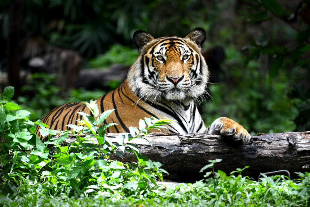 Tiger Global’s $1 Billion Startup Spending Spree