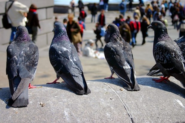 Plume Labs Puts Pigeons To Work For The Environment