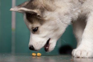 Fitness With Fur Babies: The Next Health And Wellness Money Hole?