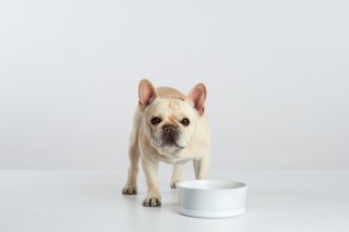 Amazon Wants Pets To Be Loved (And Bought For) Too