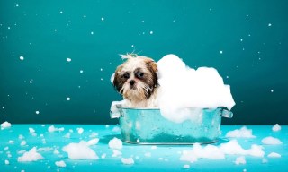 PetSmart Pushes Pet Pampering