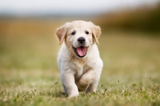 PetSmart Debuts 1,500th North American Store