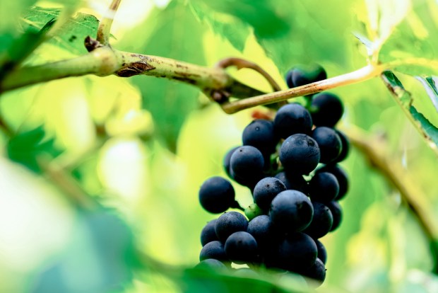 Amazon Launches Private-Label Food Line