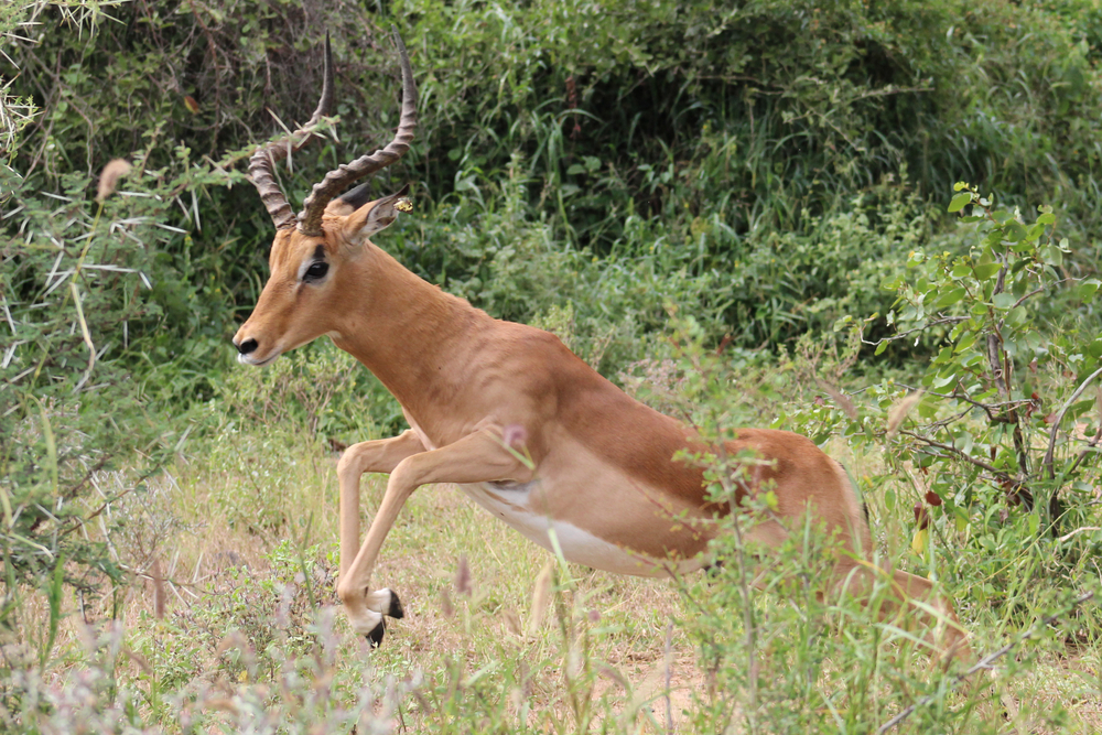 Payments 2016: The Year Of The Gazelle