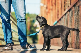 Dogs And Cats Can Put Smiles On Insurers’ Faces
