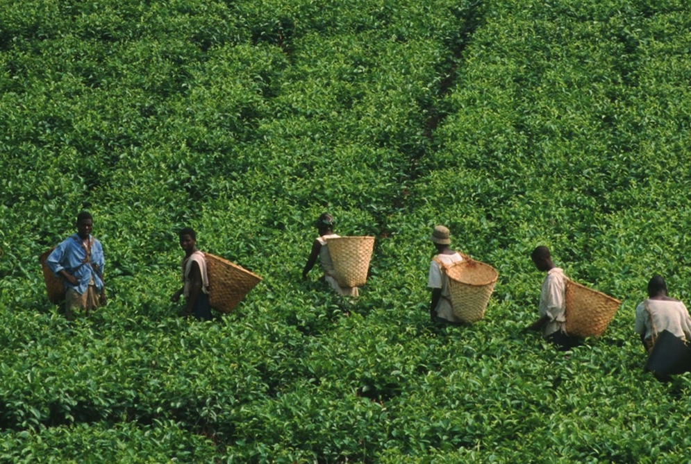 Delivering Financial Inclusion: One Small Kenyan Farm At A Time