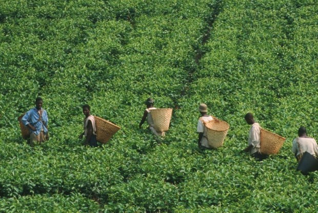 Delivering Financial Inclusion: One Small Kenyan Farm At A Time