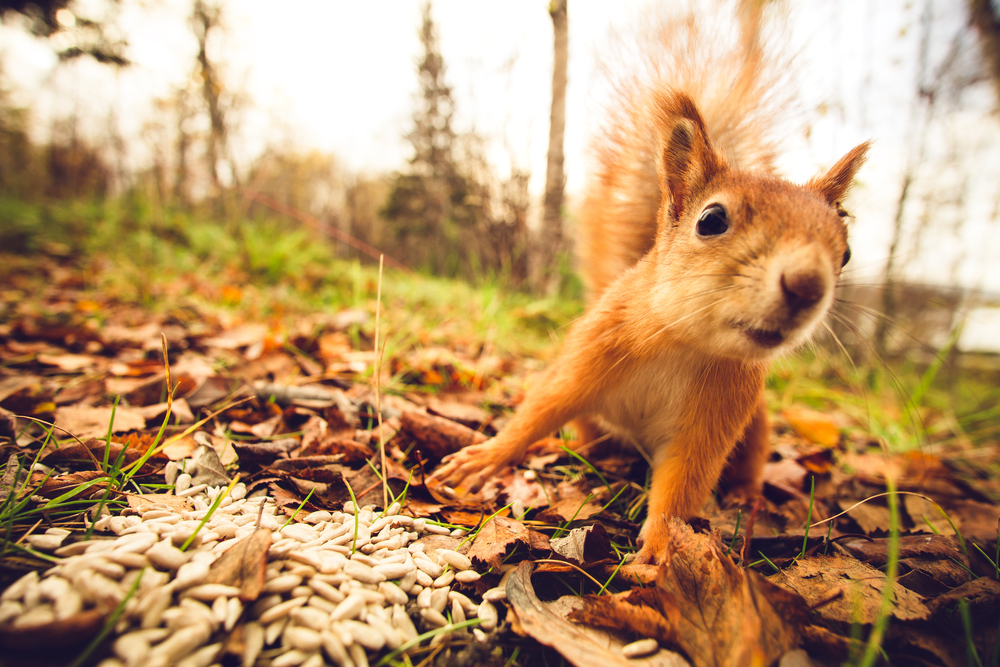 Cyberattacks: Are Russian Hackers, or Squirrels to Blame?