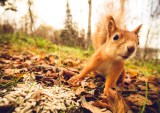 Cyberattacks: Are Russian Hackers, or Squirrels to Blame?
