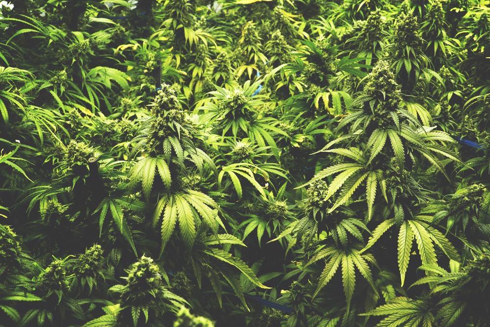 Baker Technologies Raises $3.5M, Enables Cannabis Dispensaries