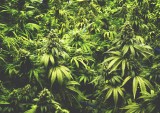 Baker Technologies Raises $3.5M, Enables Cannabis Dispensaries