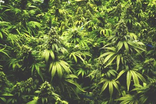 Baker Technologies Raises $3.5M, Enables Cannabis Dispensaries