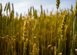 Online Grain Marketplace FarmLead In $6.5M Series A