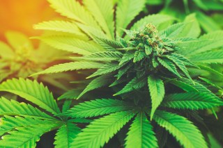 Self-Proclaimed Nuns Make A Living Selling “Healing” Cannabis Online