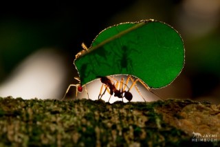 Ant Hikes MoneyGram Bid To $1.2B