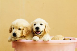 Startup The Farmers’ Dog Closes $8.1M Series A
