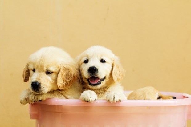 Fitness Trackers Could Mean Insurance Savings For Pet Owners