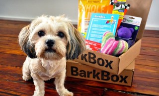 BarkPark And A Lifestyle Gone To The Dogs