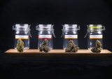 HERB Raises $4.1M In VC Funding As It Becomes Everything Pot-Related