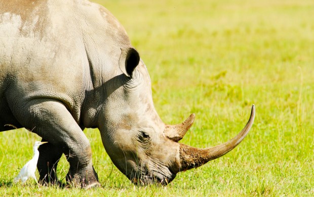 X-Border Commerce And Saving One Rhino At A Time