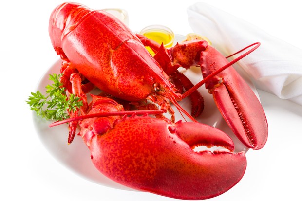 Lobster In The Desert (And Anywhere Else It’s Needed)