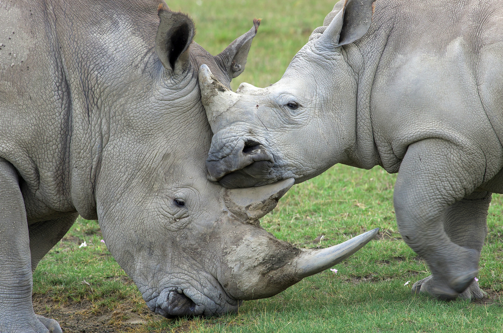 NEW REPORT: Can X-Border Receivables Save Rhinos?