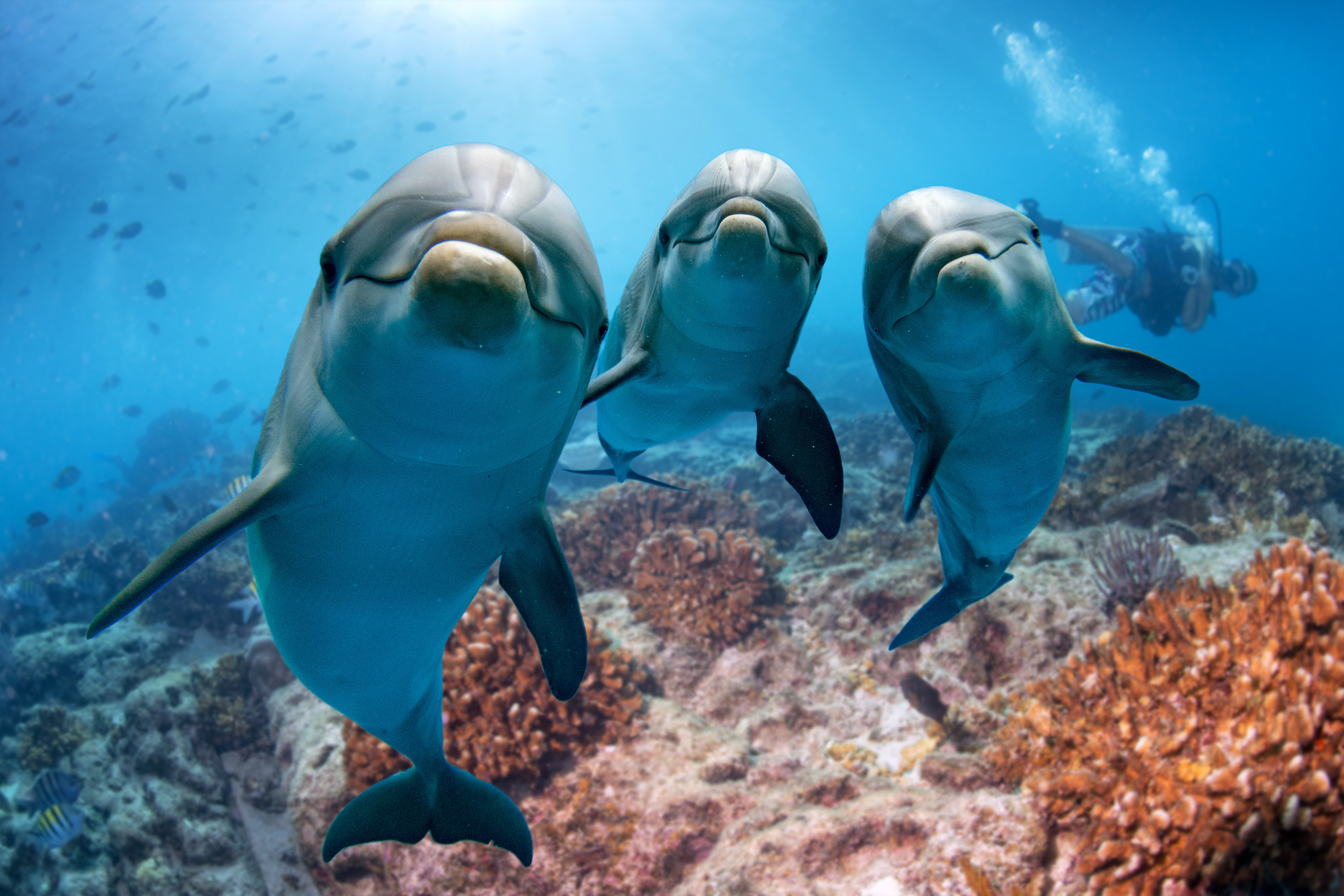 Dolphin Hacking And The Invisible Threats To Connected Commerce Economy