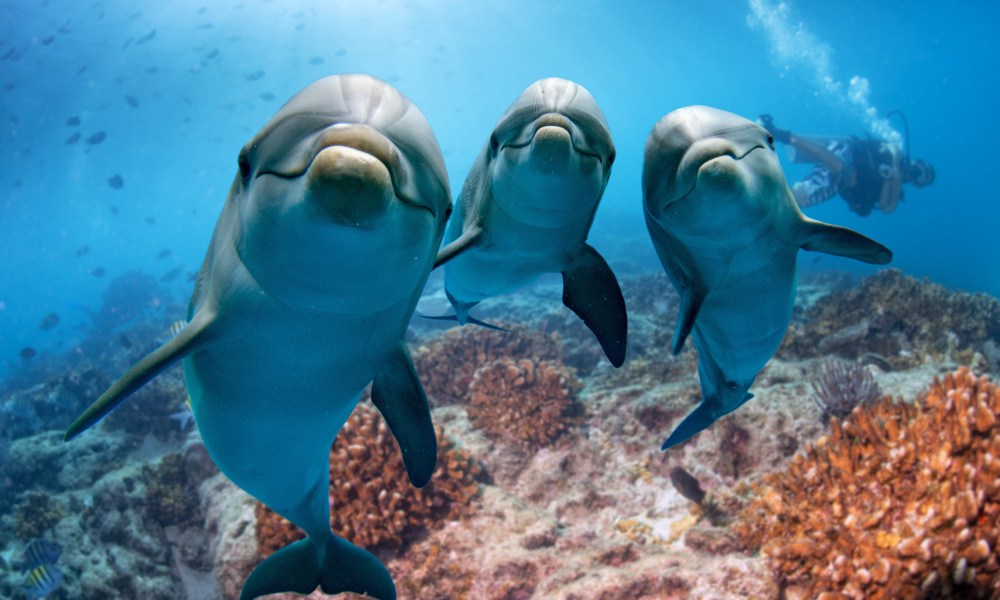Dolphines