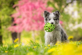 Petco Goes Subscription Commerce With PupBox