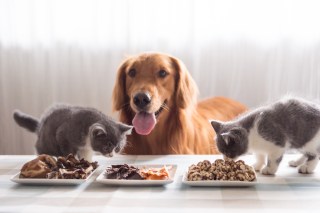 NEW REPORT: How IoT And AI Make Pet Commerce Smarter