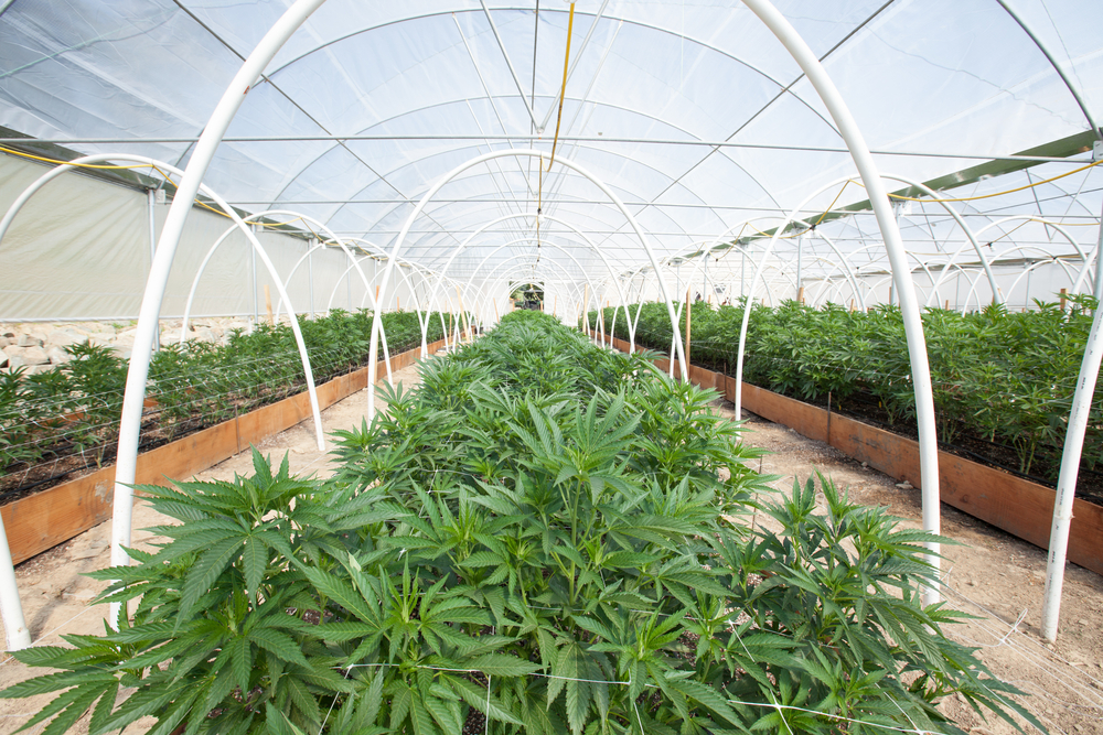 Building A Delivery Market For Cannabis … Carefully
