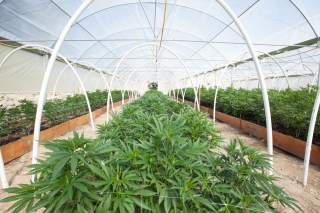 Building A Delivery Market For Cannabis … Carefully