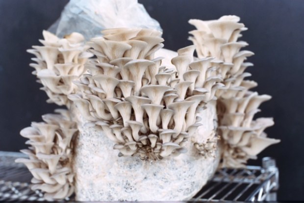 Market For Distributed Farms That Grow Popular Fungi ‘Mushrooms’ In New York