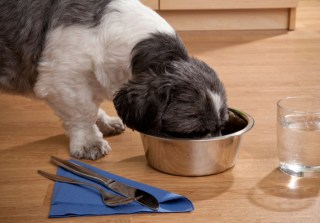 Premium Pet Food Caters To Man’s Best Friend With Nutritious Meals