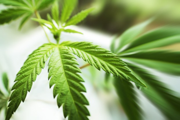 Cannabis Drinks To Be On Tap In Canada This December