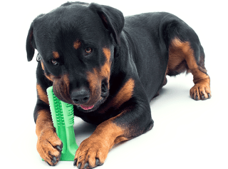 Bristle — For When A Dog’s Breath Is Worse Than Its Bite