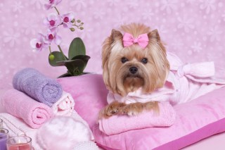 Putting A Price On Puppy Love