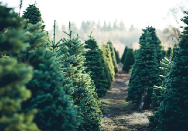 Live Christmas Tree Industry Uses Digital To Beat Back Artificial Rivals