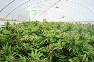 CanIDeal Debuts First Cannabis eCommerce Platform