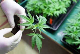 NEW REPORT: Credit Unions Help Marijuana Businesses Cut Through Financial Haze