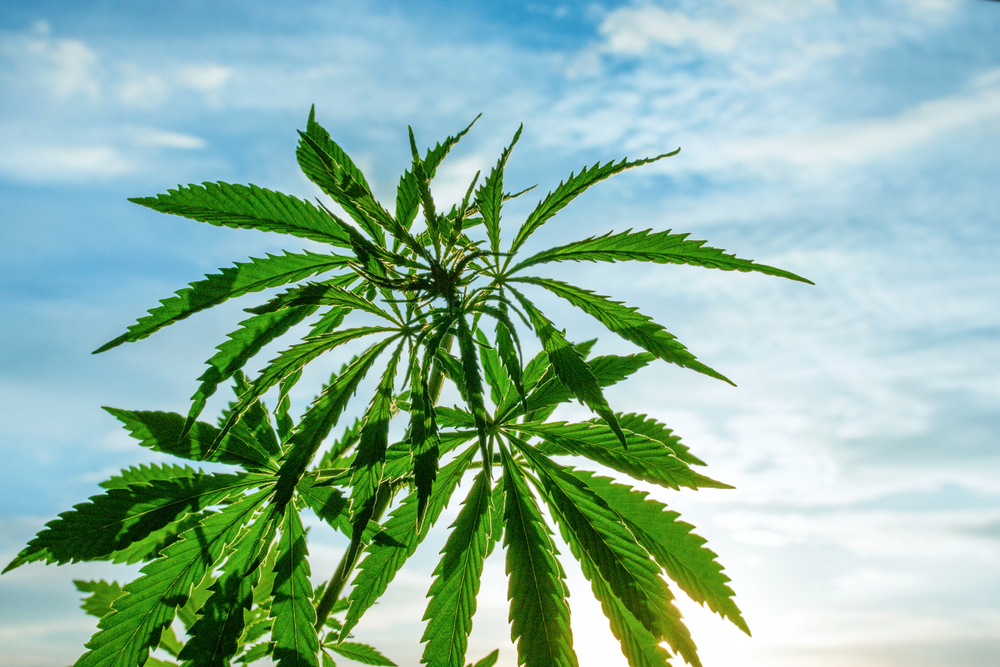Cannabis Logistics Finds Opportunity In Uncharted Territory: WAYV