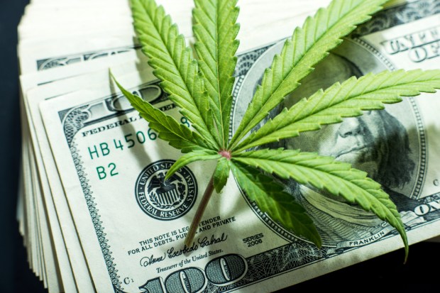 cannabis cash