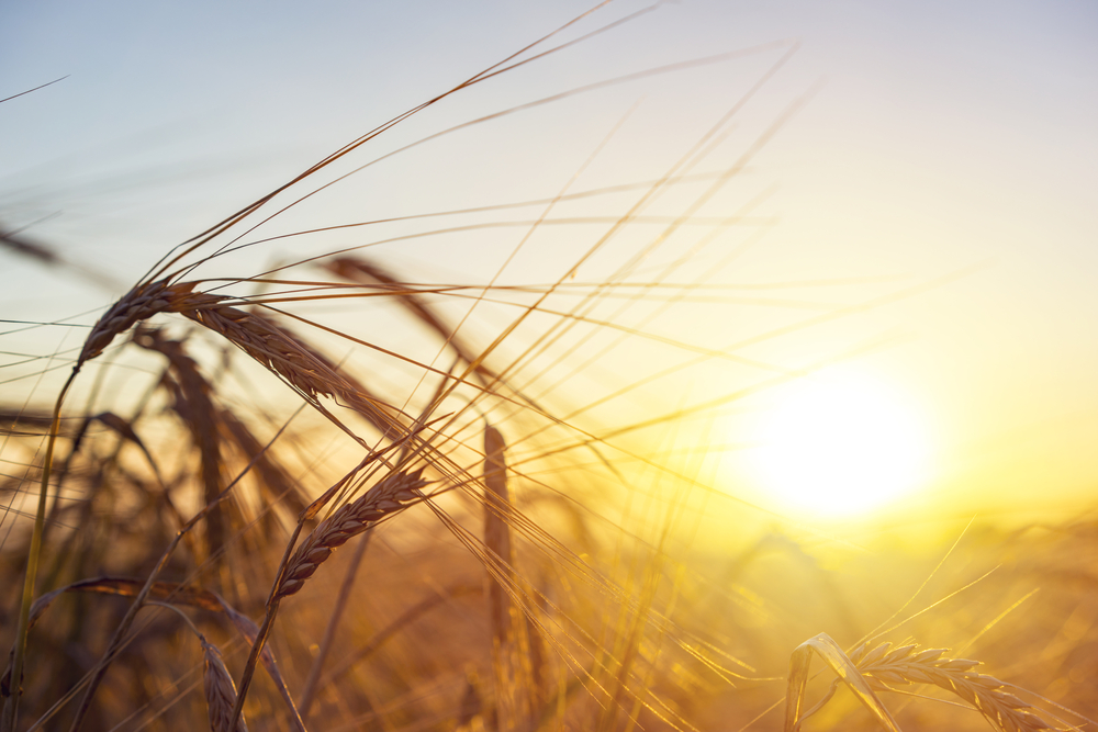 OnPay Eyes Agriculture With Payroll Partnership