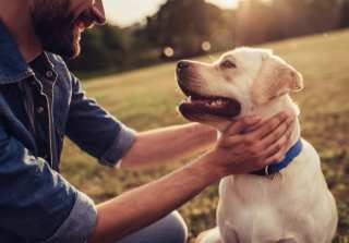 Good Dog On How To Find Your Best Friend