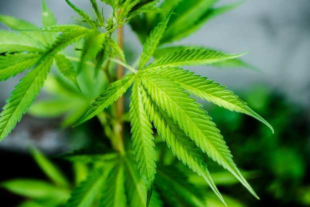 B2B FinTech Tackles The Nuanced Challenges Of Marijuana — Beyond Banking