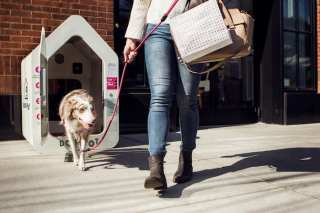 Taking Pet-Friendly Into Next-Level Digital With IoT Dog Houses