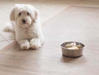 Battle For Pet Retail Dominance Gains Fresh Fuel