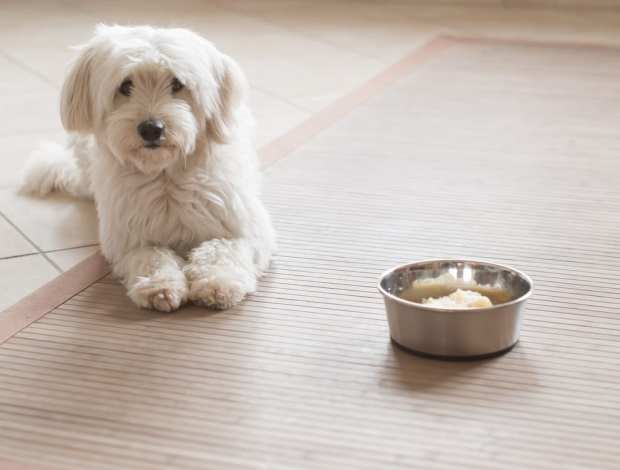 Lost Pet Posters Get A Digital Upgrade