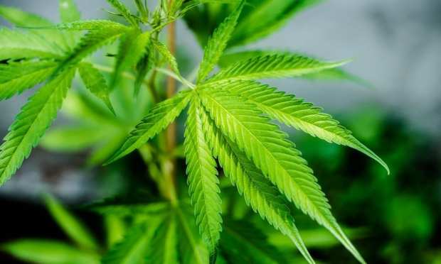 Illinois Passes Marijuana Legalization Bill